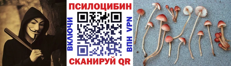 Псилоцибиновые грибы Cubensis наркошоп Каменногорск