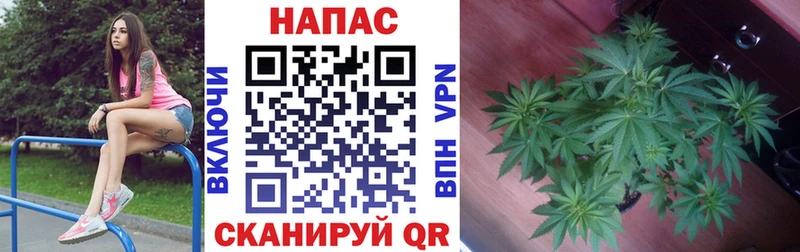 Бошки марихуана конопля Каменногорск